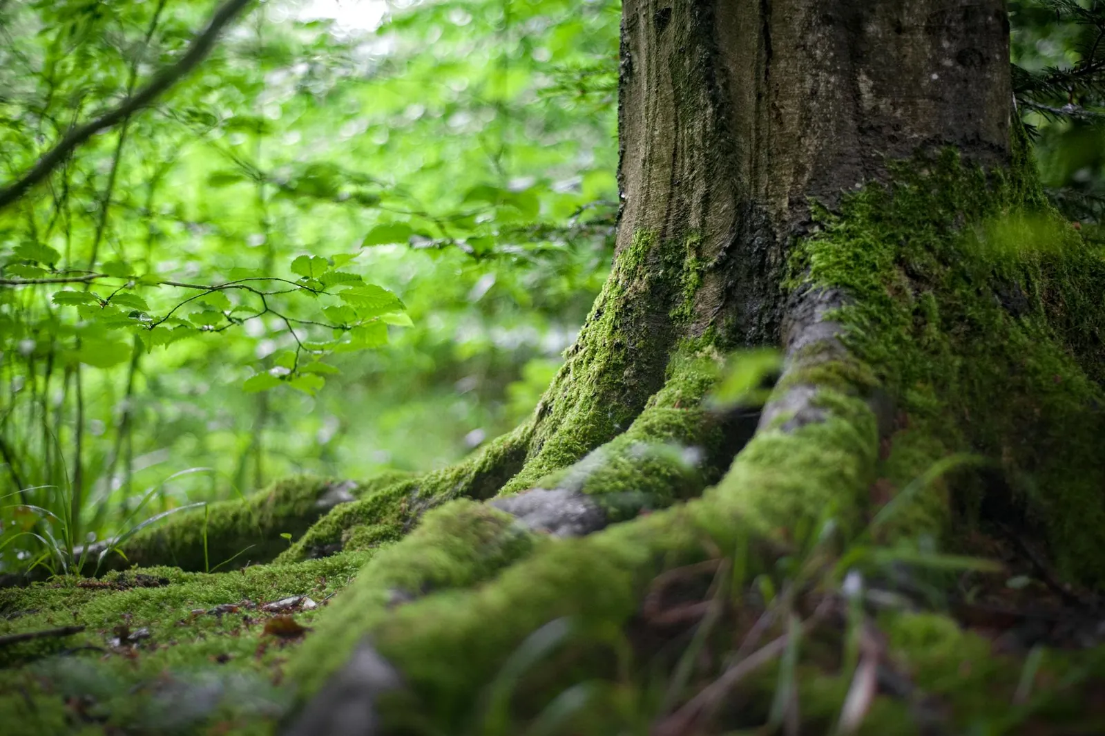 Conservation Resources Leads Movement Towards Certified Regenerative Forestry | Sustainable Forestry