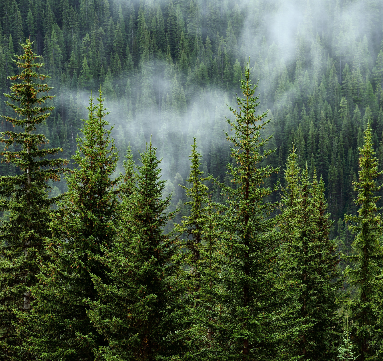 Sustainable Forestry Investments Conservation Resources