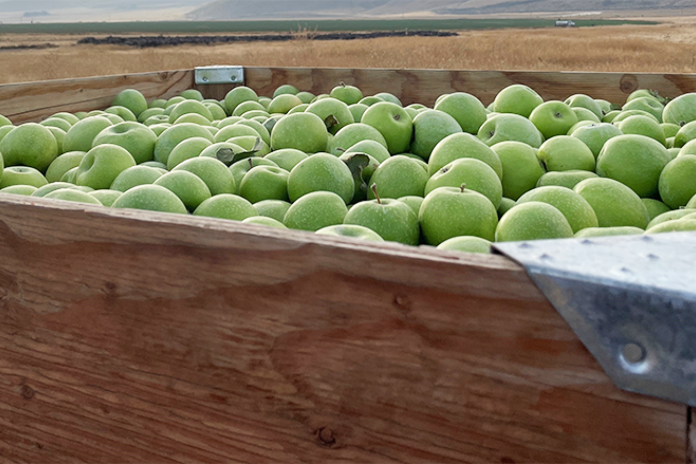 Moxee Valley Orchards Integrated Organic-Regenerative Permanent Crop, Washington | Regenerative Agricultural Investments