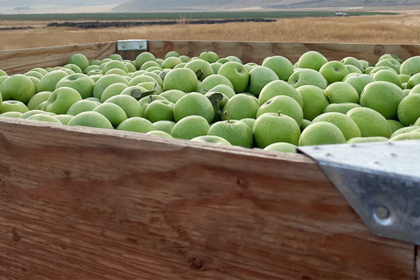 Moxee Valley Orchards Integrated Organic-Regenerative Permanent Crop, Washington | Regenerative Agricultural Investments