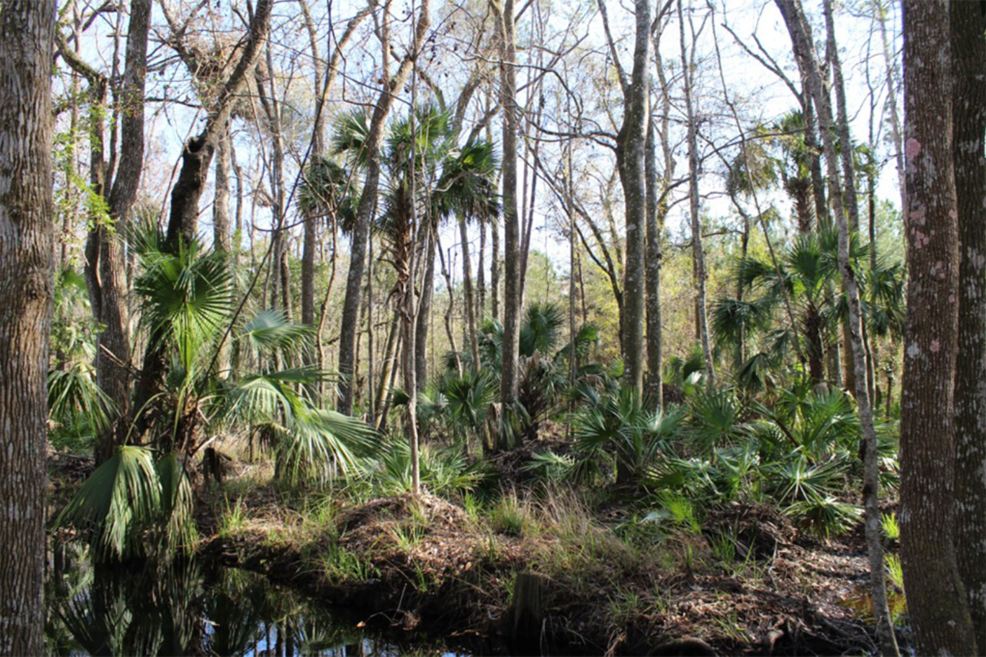Three Steps, Georgia & Florida | Sustainable Forestry Investment
