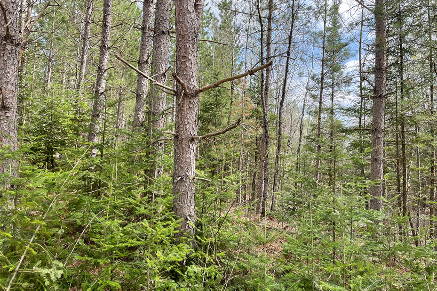 Tomahawk Timberlands, Wisconsin | Sustainable Forestry Investment