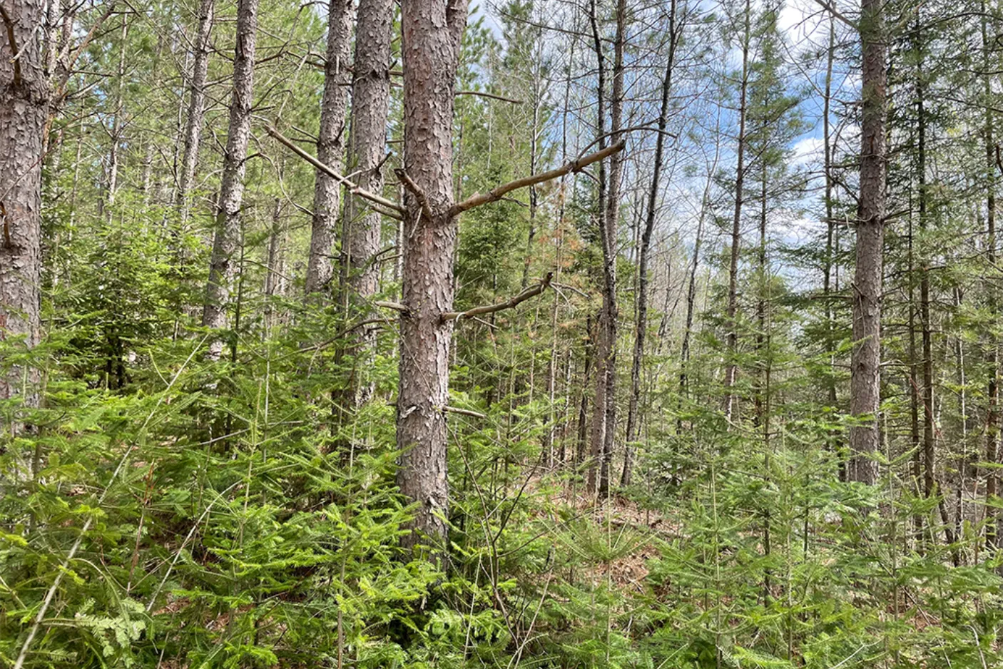 Tomahawk Timberlands, Wisconsin | Sustainable Forestry Investment