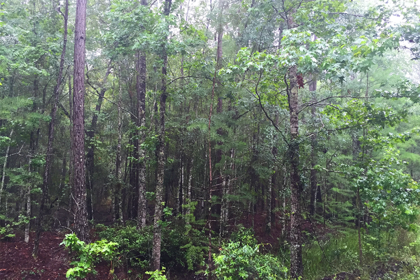 Sundown Forest, Florida | Sustainable Forestry Investment