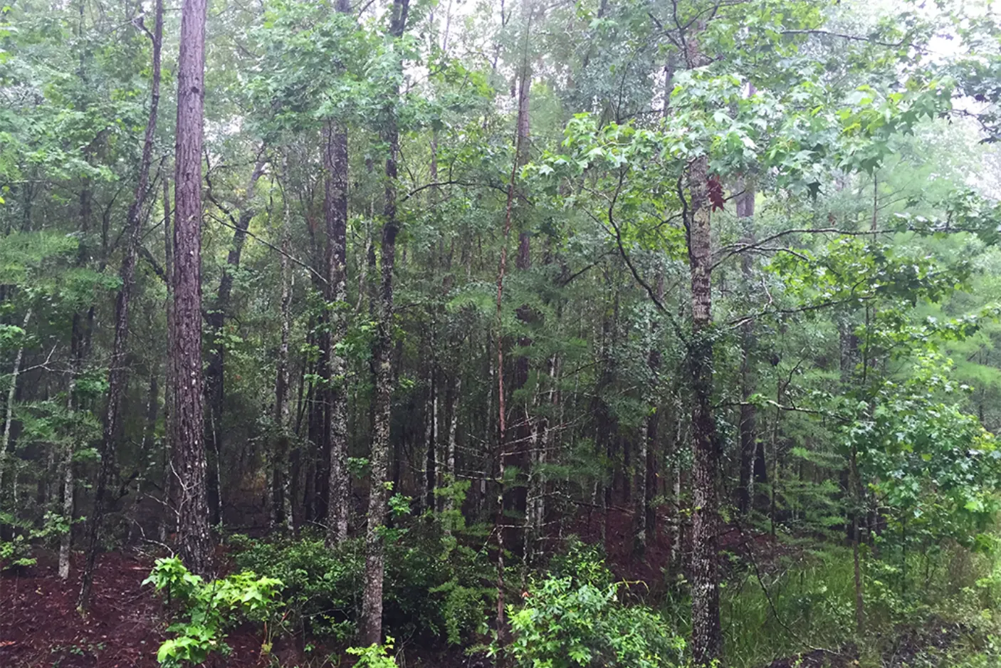 Sundown Forest, Florida | Sustainable Forestry Investment