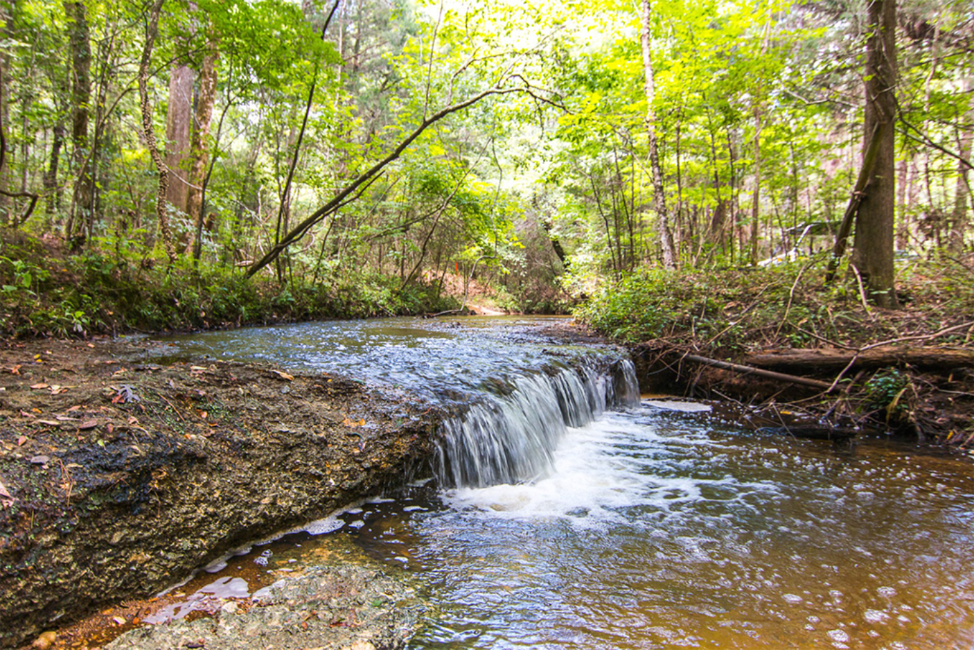 Red Hill West, Alabama | Sustainable Forestry Investment
