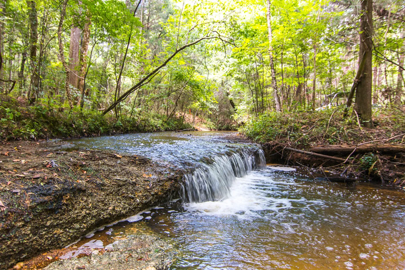 Red Hill West, Alabama | Sustainable Forestry Investment