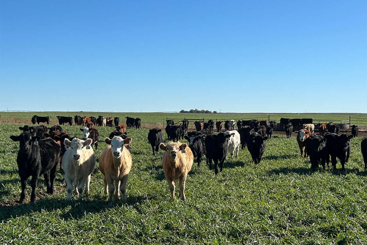 Dallam AO Ranch, Texas | Regenerative Agricultural Investments